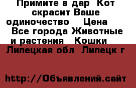 Примите в дар. Кот скрасит Ваше одиночество. › Цена ­ 0 - Все города Животные и растения » Кошки   . Липецкая обл.,Липецк г.